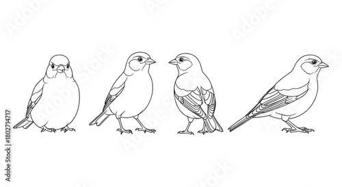 Elegant bird profiles: four detailed linear illustrations of birds in profile