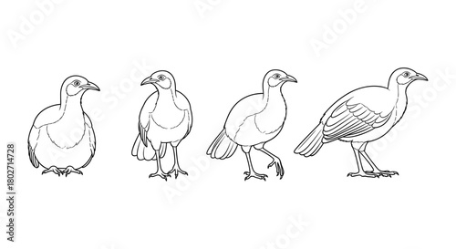 Line art of birds in various poses on a white background