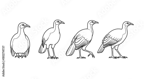 Bird evolution sequence in detailed linear style