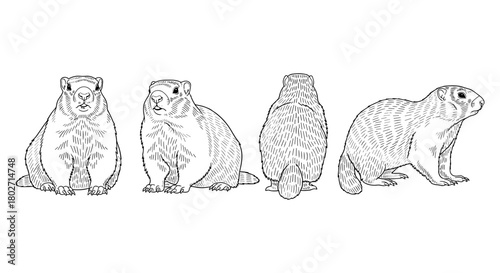 Groundhog line art: detailed sketches of groundhog from different angles