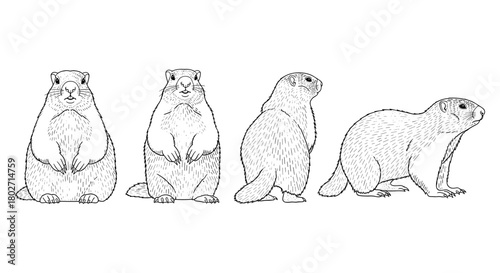 Hand-drawn groundhog sketch set: front, side, and rear views