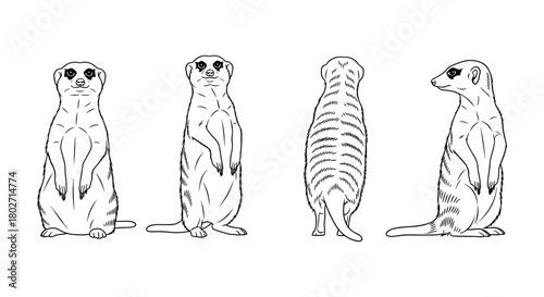 Meerkat line art in multiple poses on white background for wildlife design