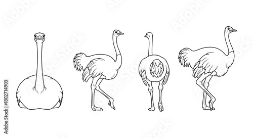 Detailed ostrich line art showing front, side, and back views