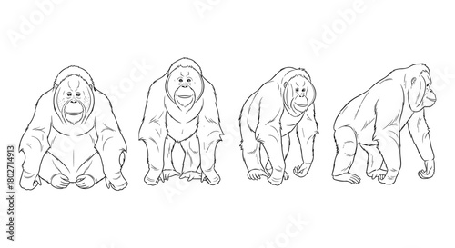 Orangutan sketch series: linear illustrations of primate poses