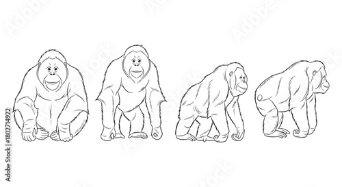 Linear drawings of gorillas in various poses on white background