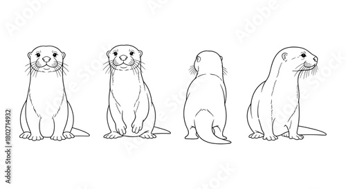 Cute otter line art: front, side, and back views of playful otters