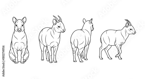 Detailed linear drawings of four okapi in various poses on white background
