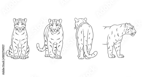 Leopard silhouette: four views of a majestic big cat in line art