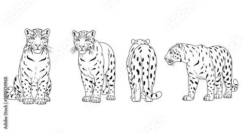 Leopard line art: multiple perspectives of a majestic big cat