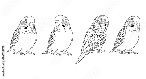 Detailed line art of parakeets in various poses on white background