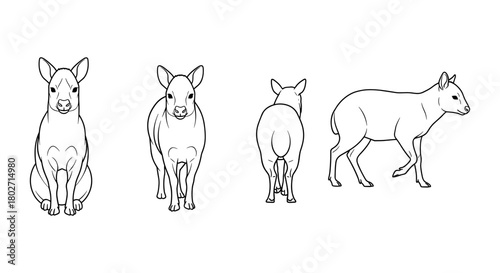 Line art tapir: multiple angles illustration for nature lovers and wildlife education
