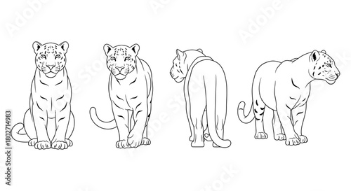 Line art set of leopard poses in various angles