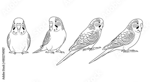Budgerigar line art: four views of a parakeet in simple outline