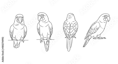 Line art parrot set: front, side, and back views