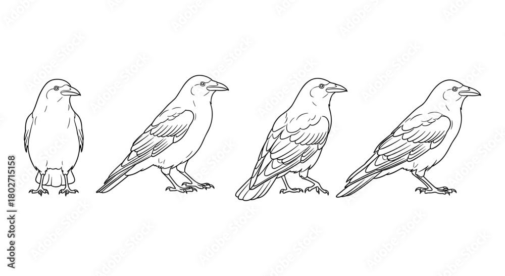 Fototapeta premium Raven evolution outline in minimal linear style