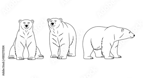 Polar bear silhouette variations showcasing majestic ursine postures and outlines