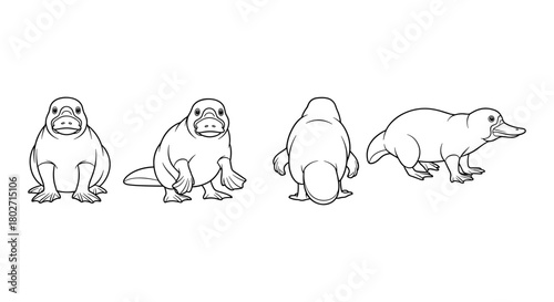 Cute platypus line art: multiple perspectives of the unique mammal