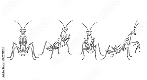 Minimalist linear praying mantis design in various poses on white background