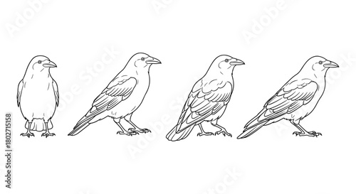 Raven evolution outline in minimal linear style