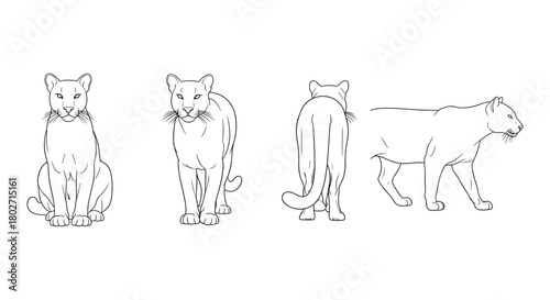 Puma silhouette set: front, side, and back views in linear art style