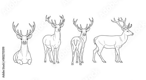 Linear deer line art in various poses on white background