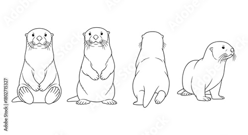 Otter line art: multiple views of adorable aquatic animal