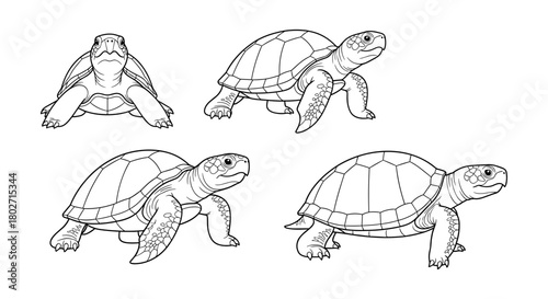 Detailed black and white tortoise silhouettes: various poses in sketch style