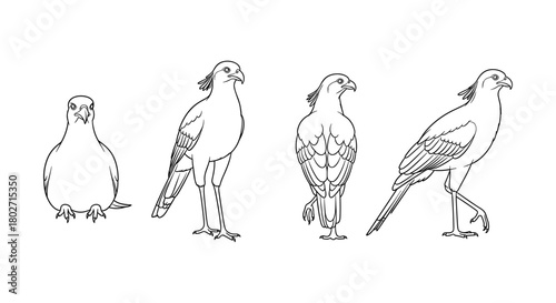 Secretary bird line art illustrations showcasing various poses