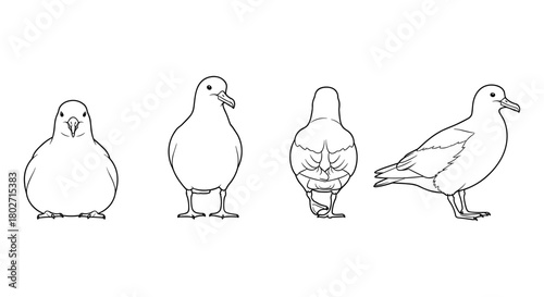 Pigeon line art: front, side, back views of a bird in minimalist style