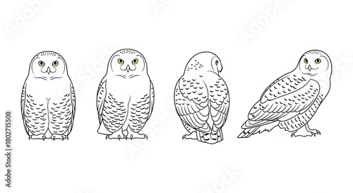 Snowy owl line art in various poses on white background