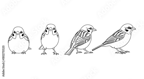 Detailed outline of sparrow poses showcasing varied bird stances in black and white