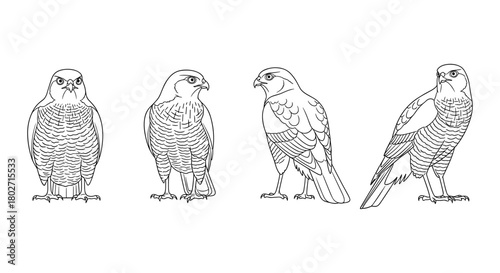 Line art of hawks in various poses on white background