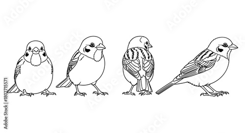 Sparrow line art: evolution of pose in minimalist bird design