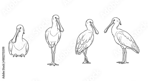 Hand-drawn spoonbill bird in various poses on white background