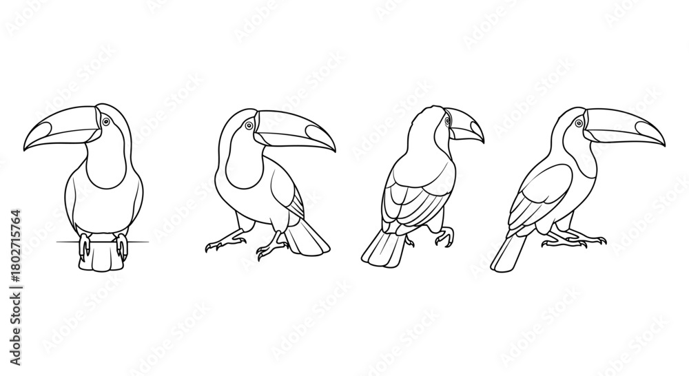 Fototapeta premium Linear toucan sketches: bird illustrations from multiple angles