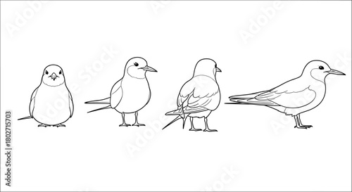 Bird silhouette collection: front, side, back, and profile views