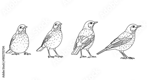 Bird evolution in outline: four stages of sparrow development