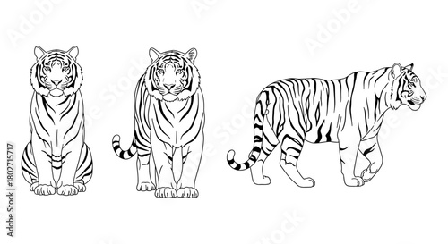 Tiger silhouette set: front and side views of majestic predators in black and white line art