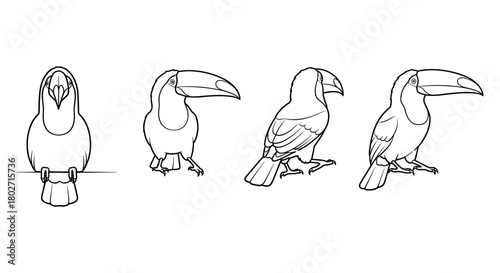 Toucan outline set: four angles of tropical bird in minimalist line style