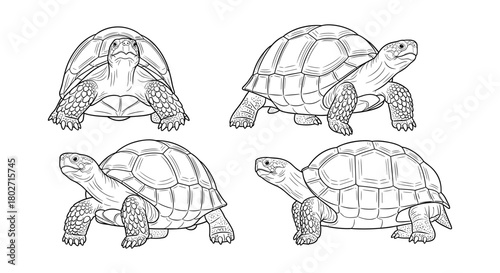 Detailed line art of tortoises: four poses on white background