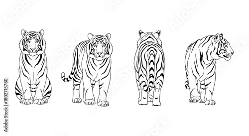 Linear tiger illustrations: front, side, and rear views in black and white