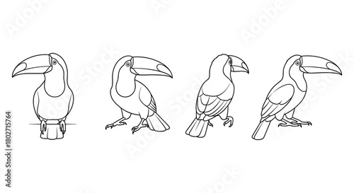 Linear toucan sketches: bird illustrations from multiple angles