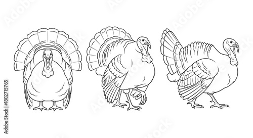Expressive turkey line art: three unique poses highlighting bold feather patterns