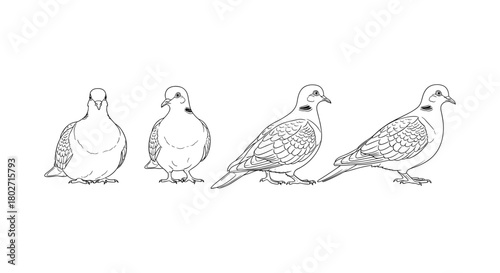 Line art doves in various poses: elegant and graceful avian designs