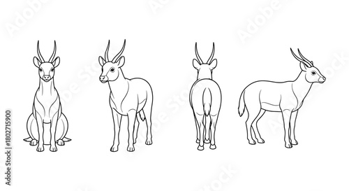Four views of antelope: front, side, and rear outline illustrations