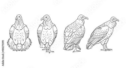 Detailed vulture sketches showcasing different angles and feather patterns