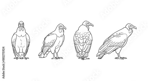 Vulture line art collection featuring four unique angles