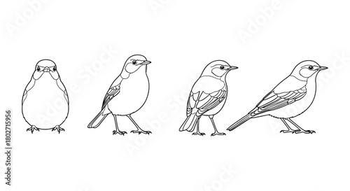 Line art bird stages of growth in minimalist style