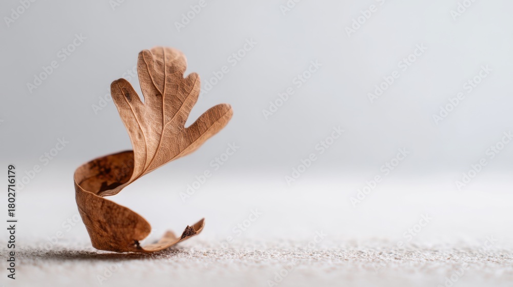 Fototapeta premium Unique Artistic Composition of Twisted Dry Leaf on Soft Surface