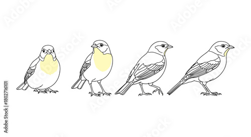 Linear evolution of bird: four stages of sparrow transition